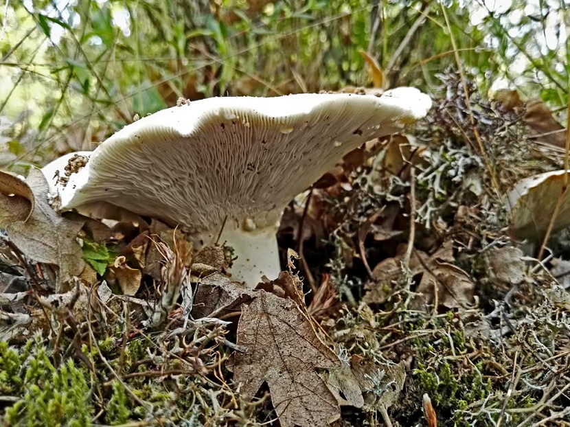 Lactarius piperatus (Lactifluus): el lactario pimentero