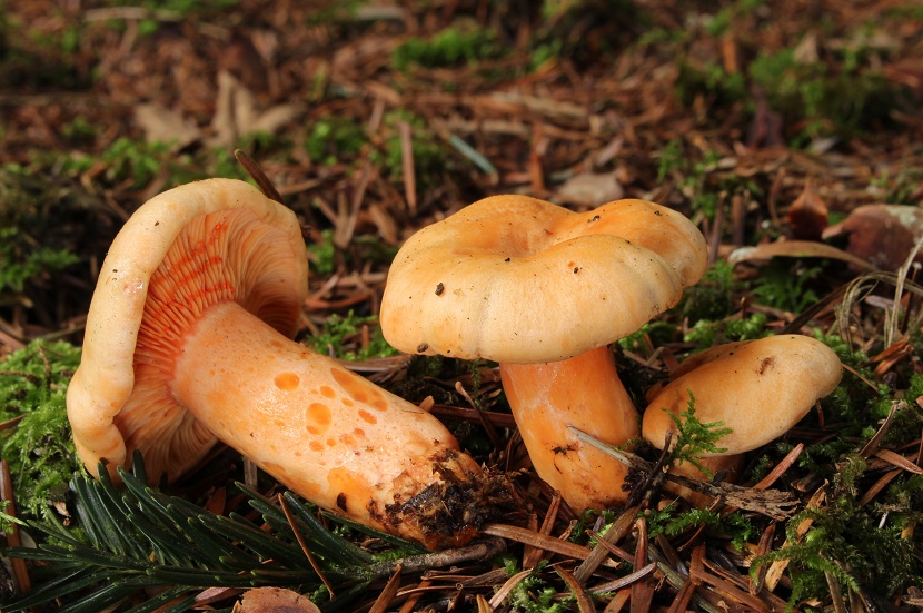 Lactarius salmonicolor, el níscalo del abeto