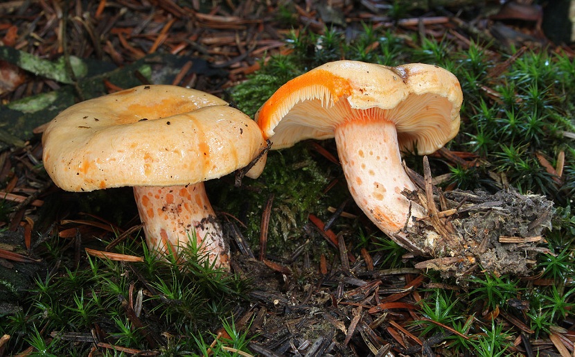 Lactarius salmonicolor: el níscalo del abeto y su látex