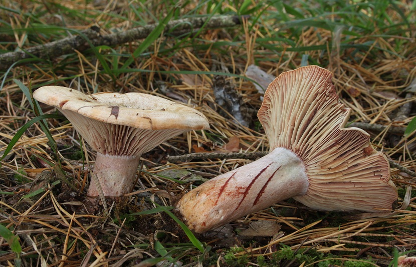 Lactarius sanguifluus con láminas vinosas
