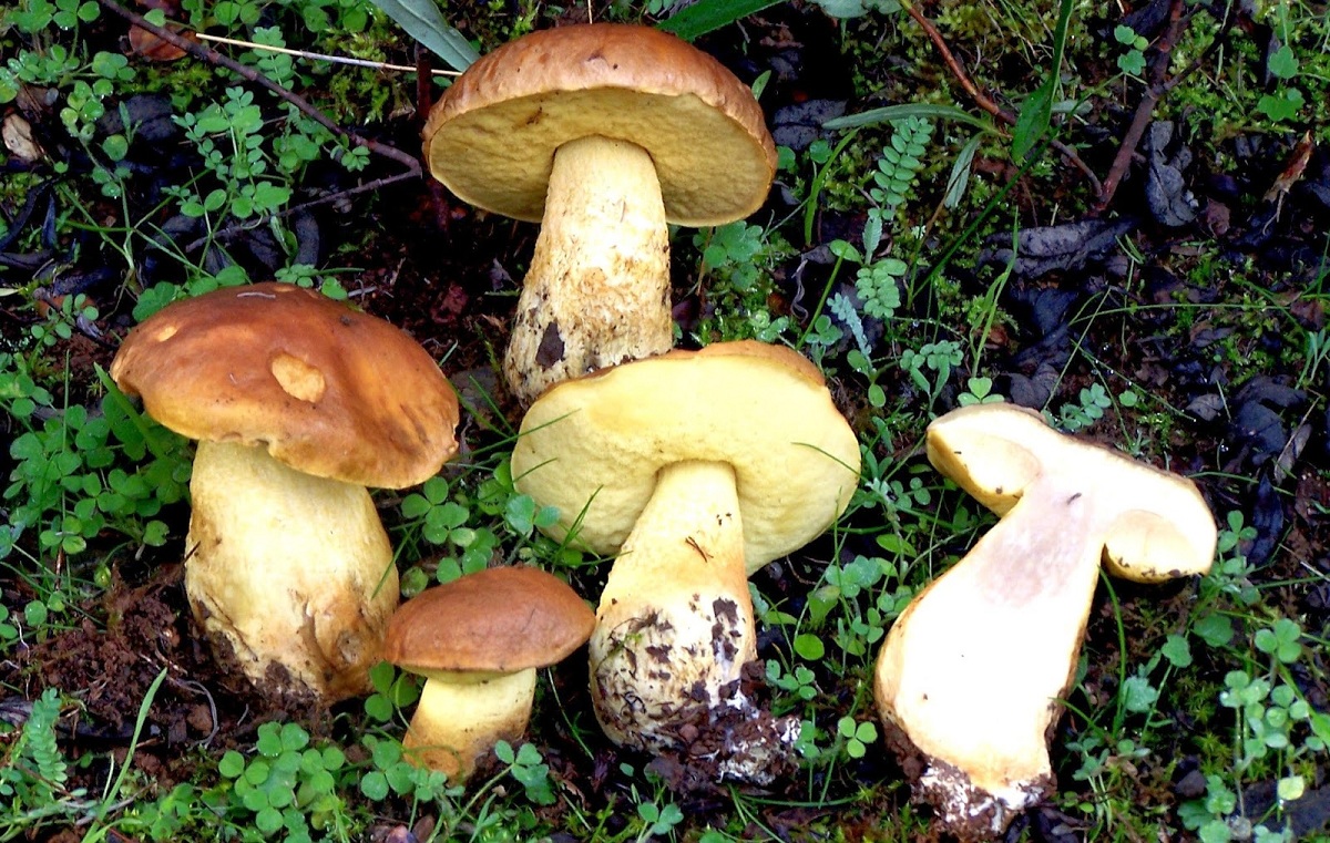 Leccinum lepidum: el boleto de encina, pie escamoso y confusiones