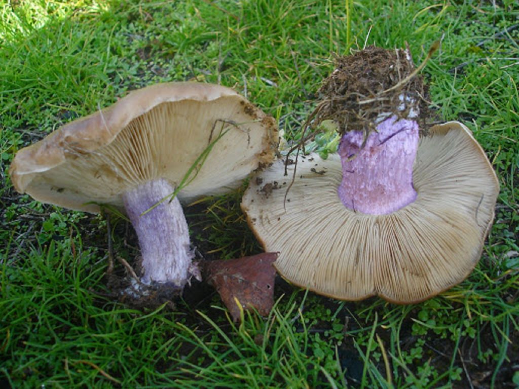Lepista personata con el pie de tono violeta y sombrero pardo