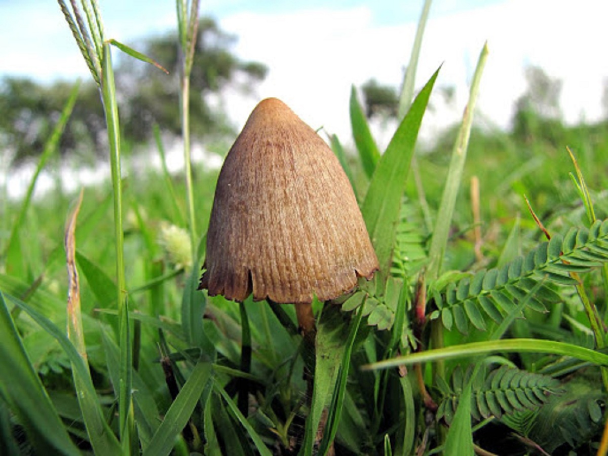 Prado herboso de montaña, hábitat típico de Psilocybe mexicana