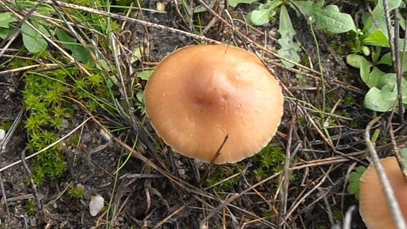 Senderuelas o Marasmius oreades en la hierba de un prado