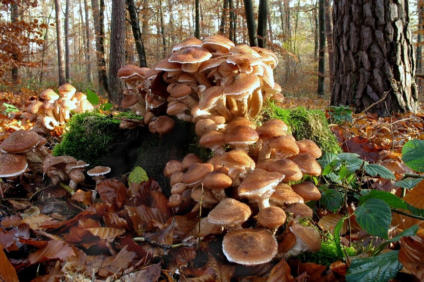 Seta de miel o Armillaria mellea creciendo en cepellón sobre la base de un árbol