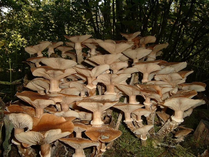 Seta de miel: Armillaria mellea, seta y patógeno de raíz