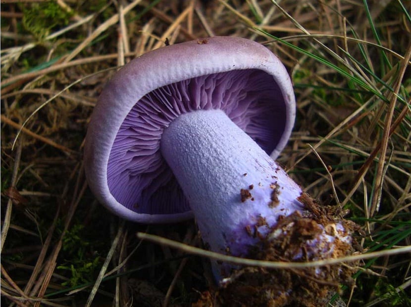 Seta de pie azul de color violeta entre hojarasca