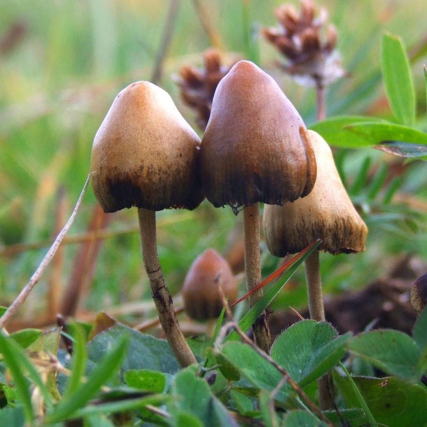 Psilocybe semilanceata, hongo pequeño de sombrero cónico y papila apical
