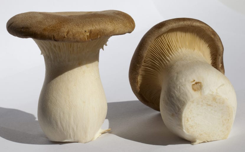 Ejemplares de Pleurotus eryngii con las láminas decurrentes visibles