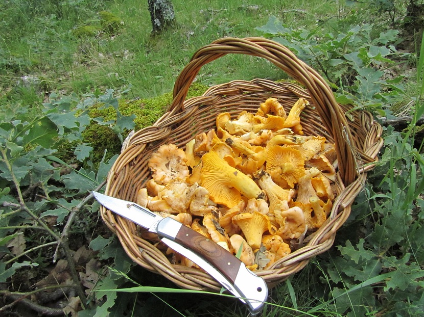 Recolección de setas de primavera en el campo