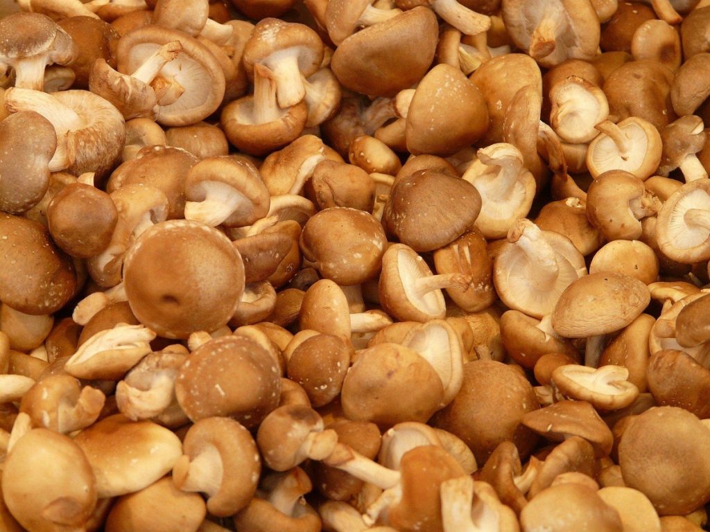 Producción de shiitake en cantidad