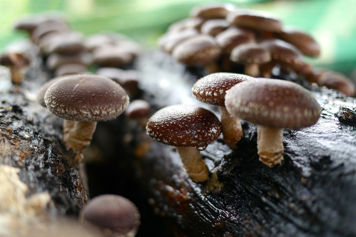 Shiitake (Lentinula edodes): cultivo en tronco y en bloque