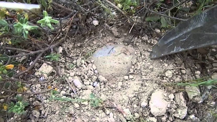 Terfezia claveryi, turma o trufa del desierto