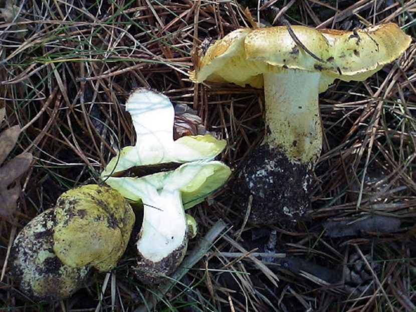 Detalle del sombrero amarillo verdoso y las láminas amarillas del Tricholoma equestre