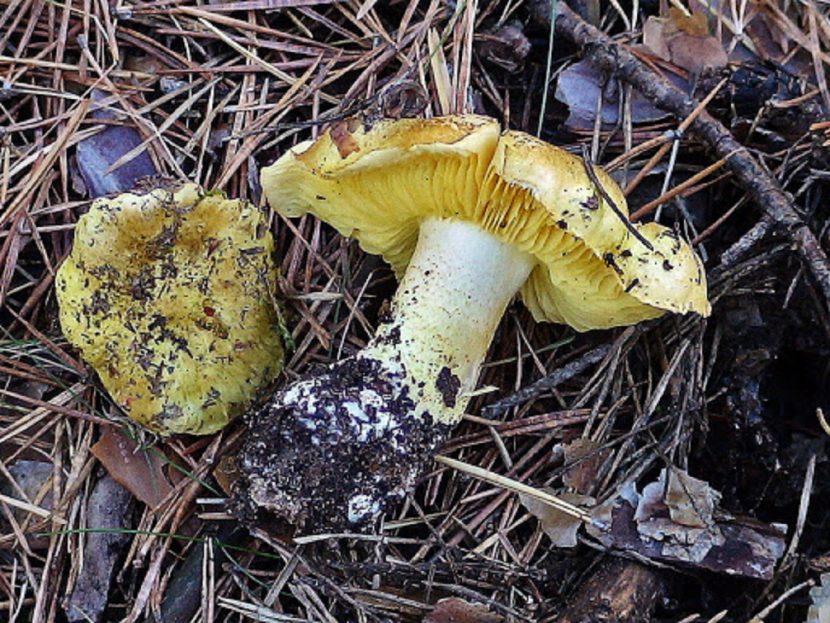 Ejemplares de Tricholoma equestre, la seta de los caballeros, entre la hojarasca de un pinar