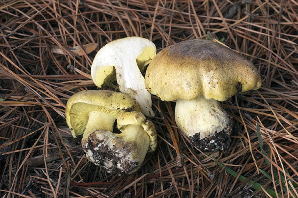 Tricholoma equestre: la seta que dejó de ser comestible