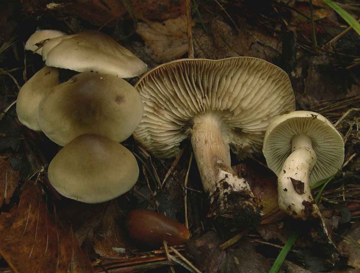 Tricholoma saponaceum: el tricoloma jabonoso y su variabilidad