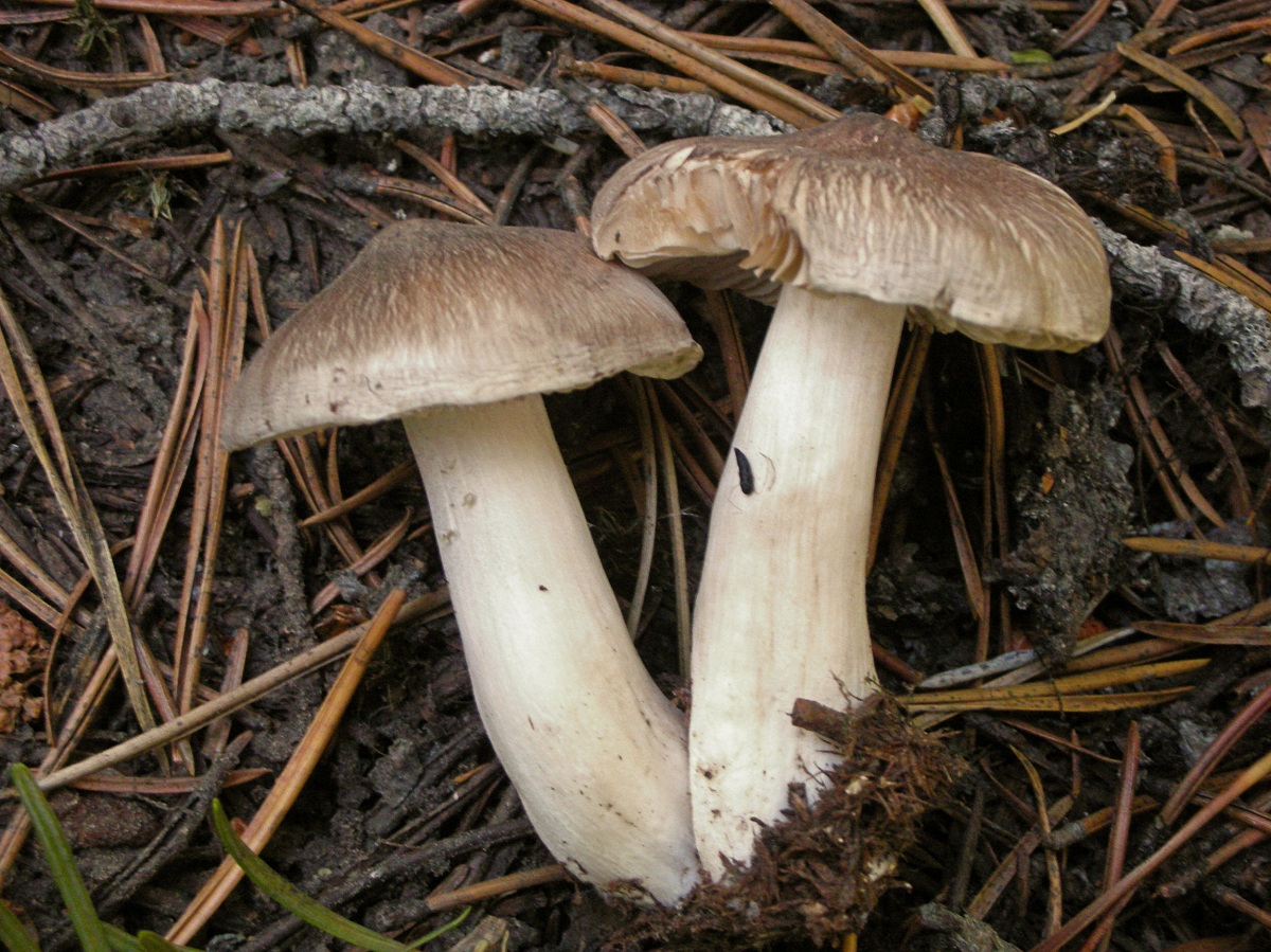 Tricholoma virgatum: el tricoloma acre de mamelón puntiagudo