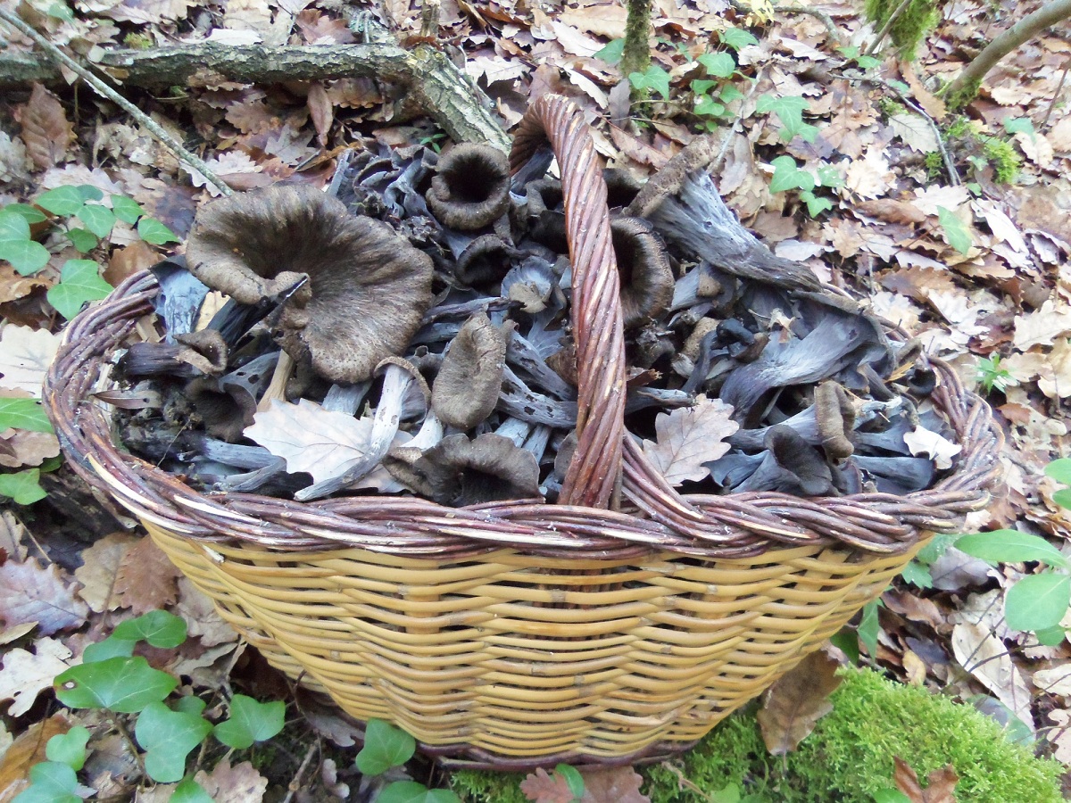 Trompeta de la muerte (Craterellus cornucopioides)