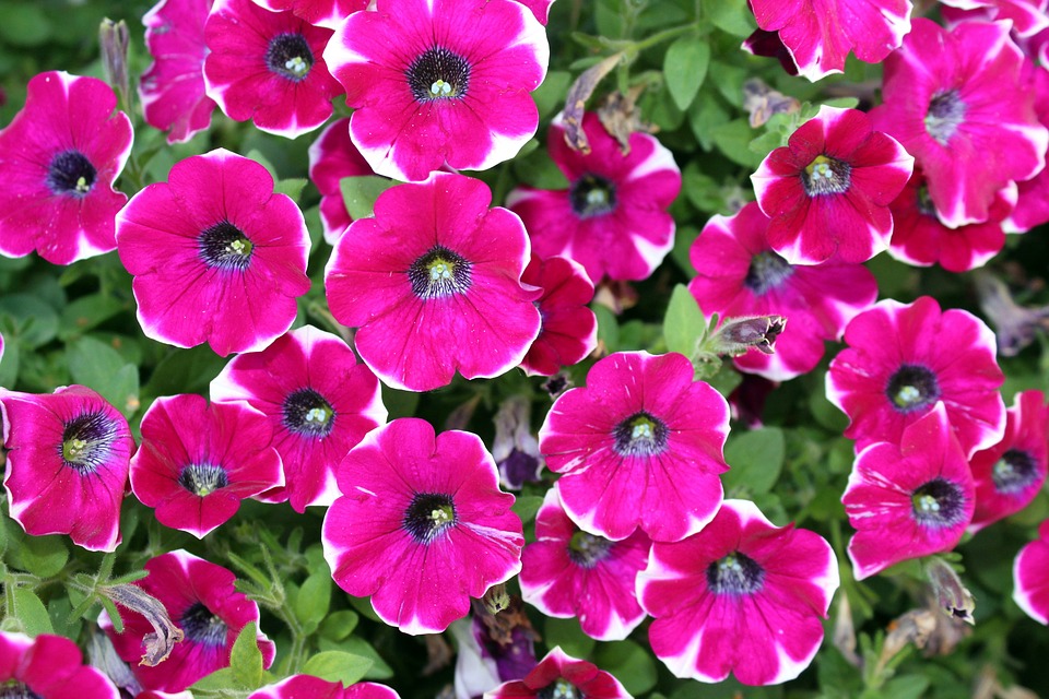 Petunias: tipos, riego, clorosis y el rebaje de julio