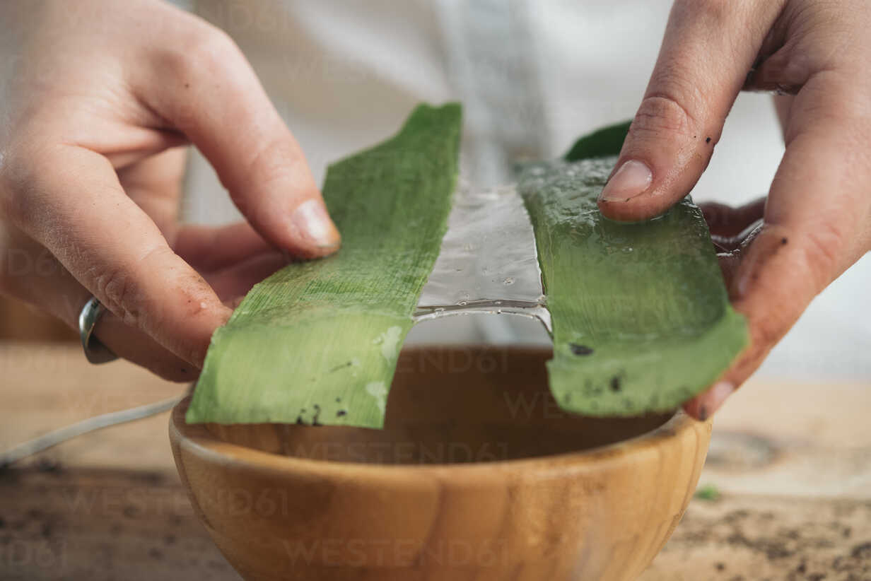 Aloe vera: que se sabe de verdad y como cultivarlo