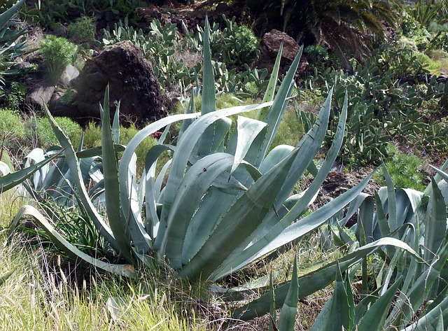 El agave comestible: aguamiel, pulque, mezcal