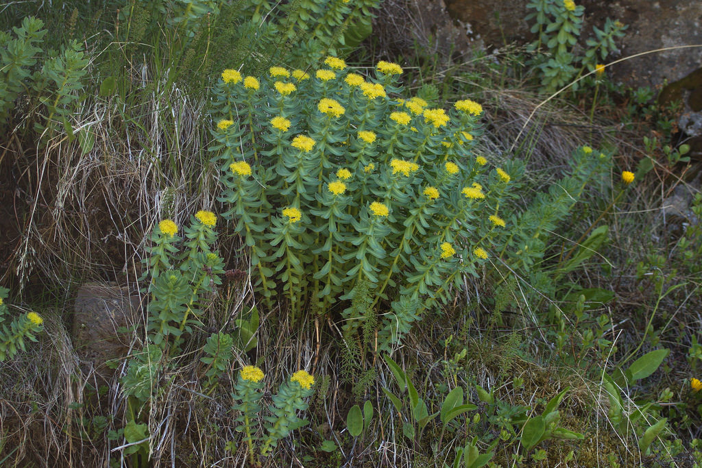 Rhodiola rosea: que es la raiz de rosa y como se cultiva
