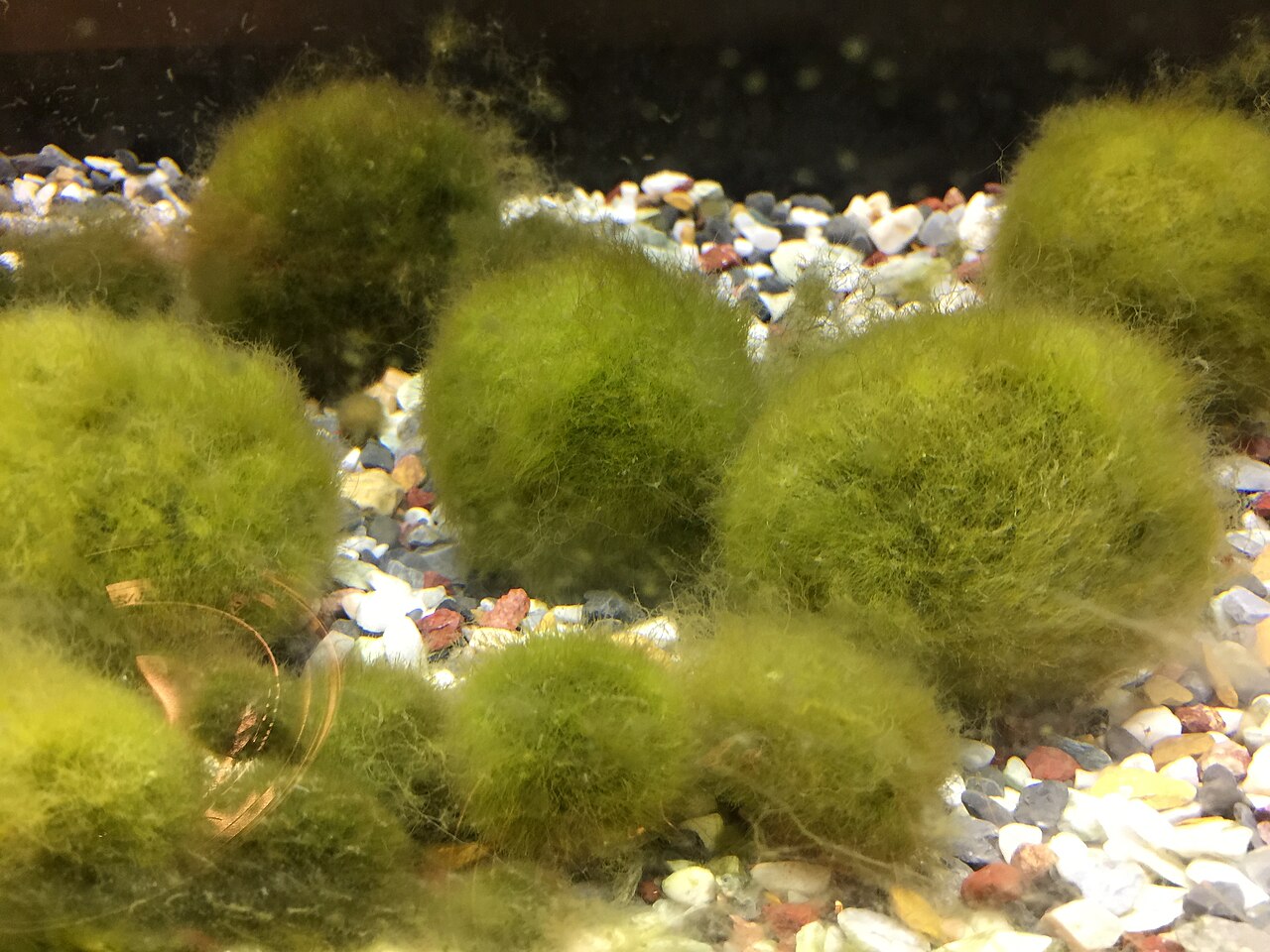 Bola de marimo