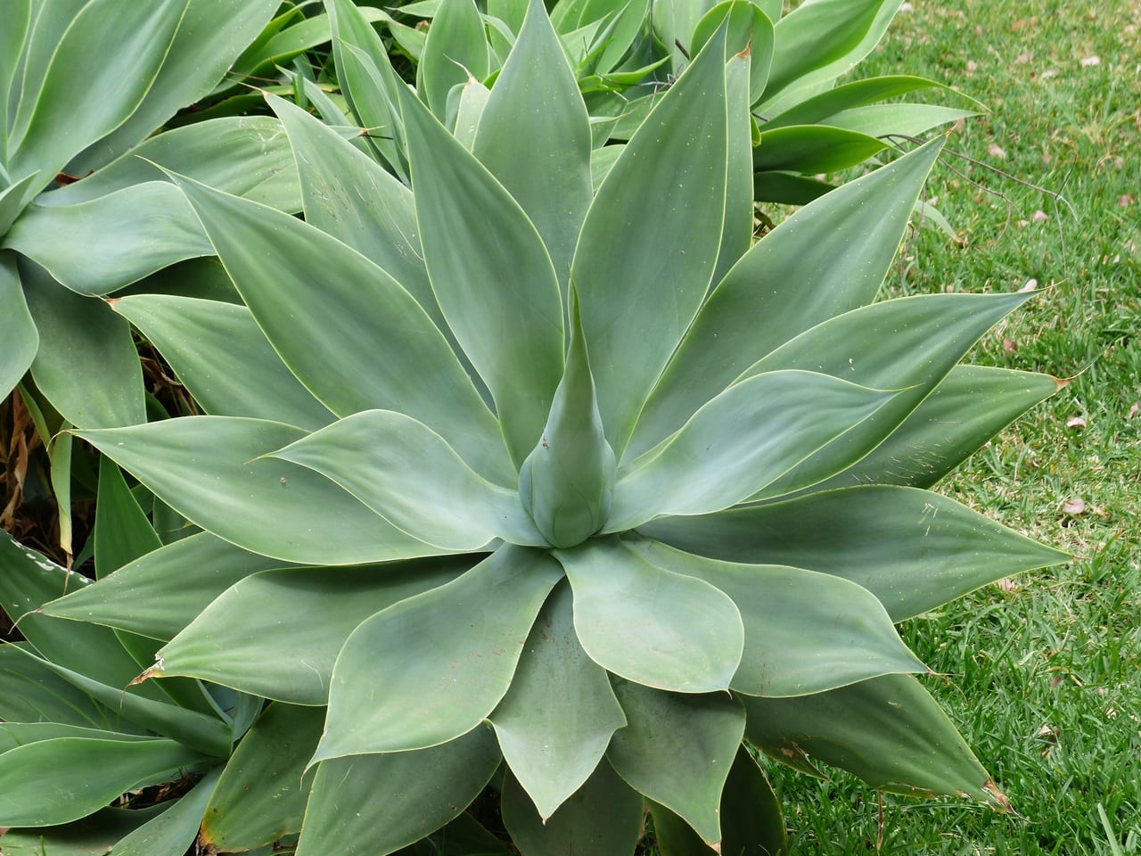 Agave attenuata: el agave sin espinas y dónde plantarlo