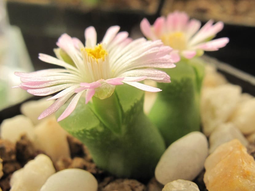 Conophytum cultivado en maceta con sustrato mineral y grava de cobertura