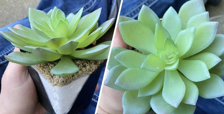 ¡El propietario de la planta descubre que su suculenta “perfecta” es falsa después de regarla durante DOS AÑOS!