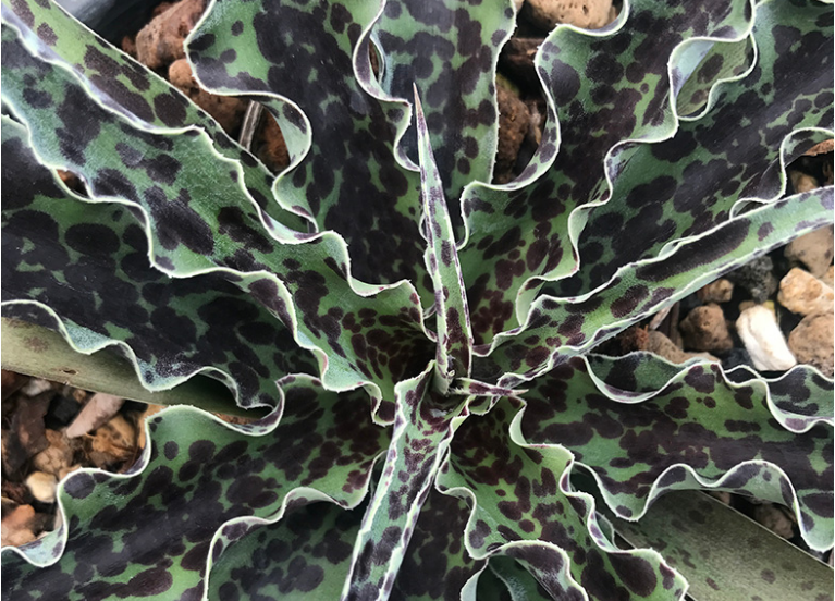 Guía de Manfreda Undulata: Cómo cultivar y cuidar la “Planta de chispas de chocolate con menta”