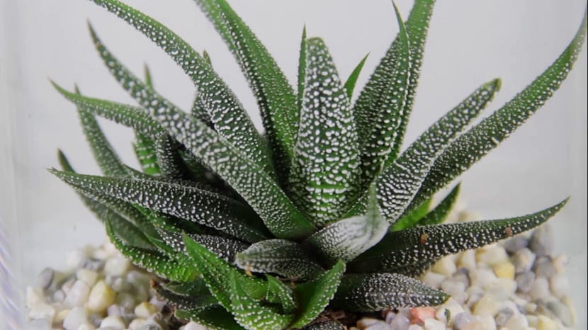 Roseta de planta cebra con hojas triangulares y bandas de tubérculos blancos