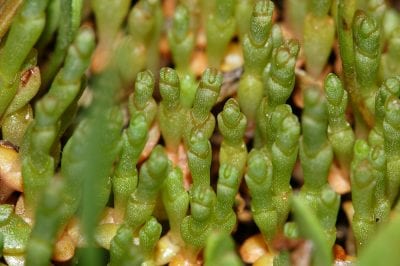Salicornia ramosissima creciendo en el fango de una marisma