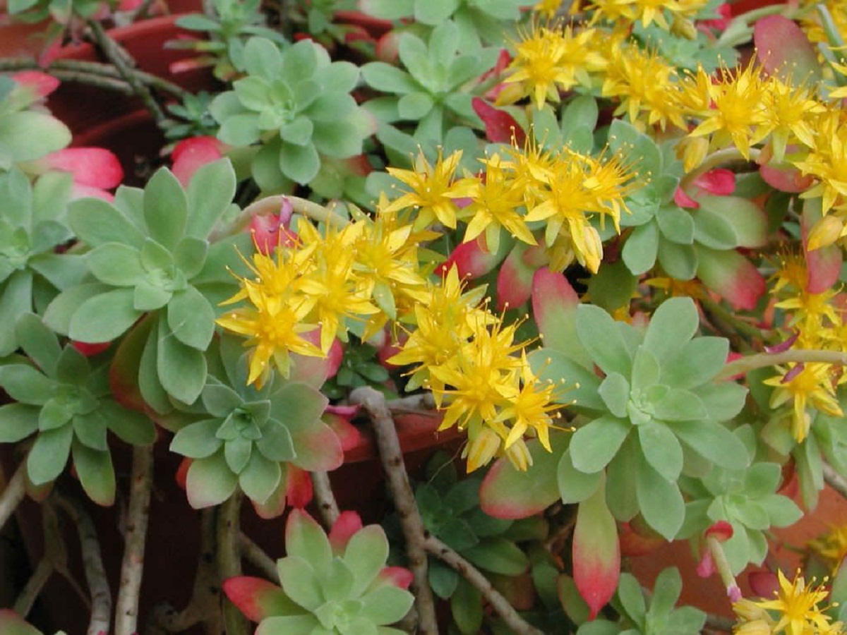 Sedum palmeri: el sedum de muro que florece en febrero