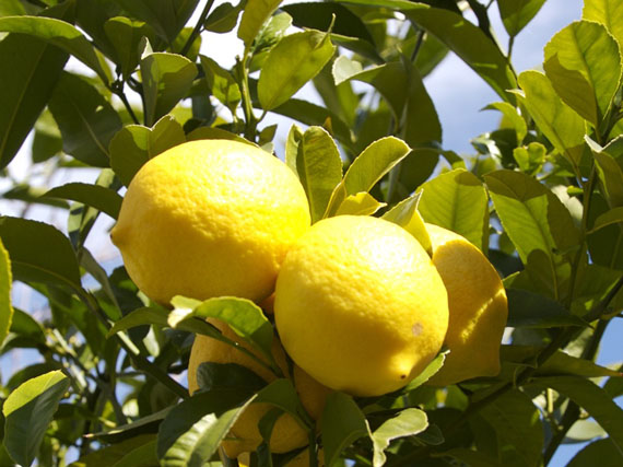 Cómo cuidar los cítricos en invierno