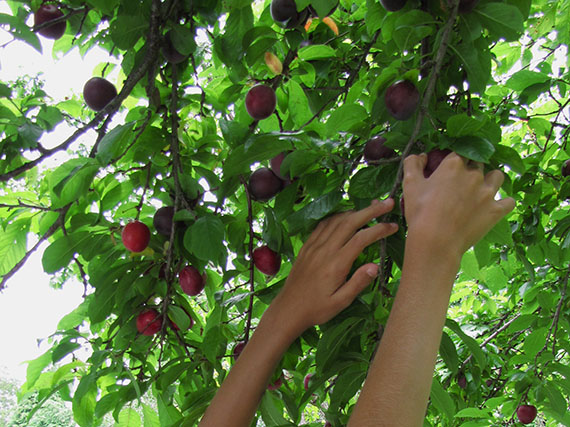 Cómo cuidar los frutales de hueso y pepita