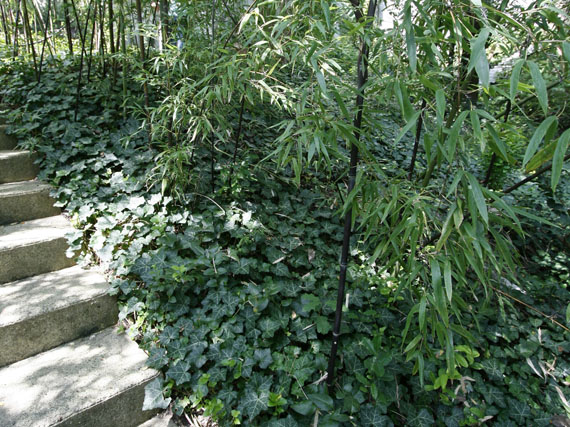 Las zonas difíciles del jardín: ¿qué hacer en ellas?