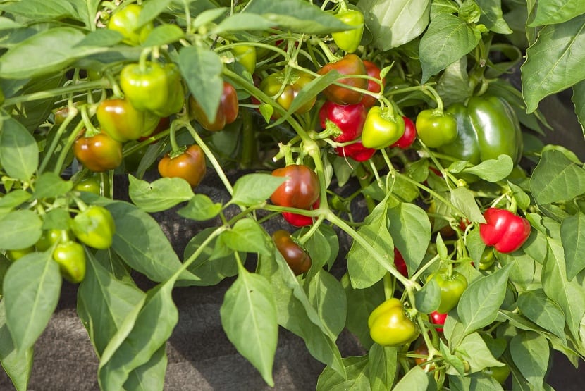 Planta de pimiento con frutos en la rama