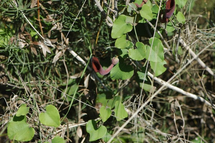 Aristolochia baetica en su hábitat natural del sur peninsular