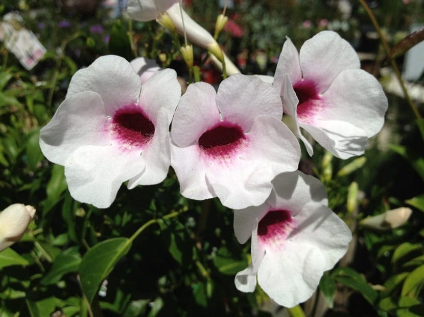 Pandorea jasminoides, la bignonia blanca: guía completa