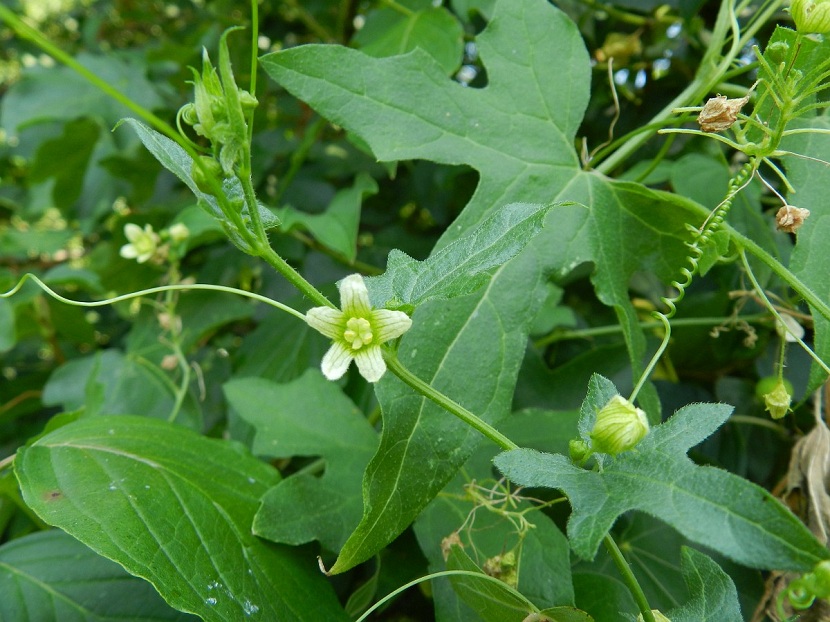 Bryonia dioica: toxicidad de la nueza y su historia