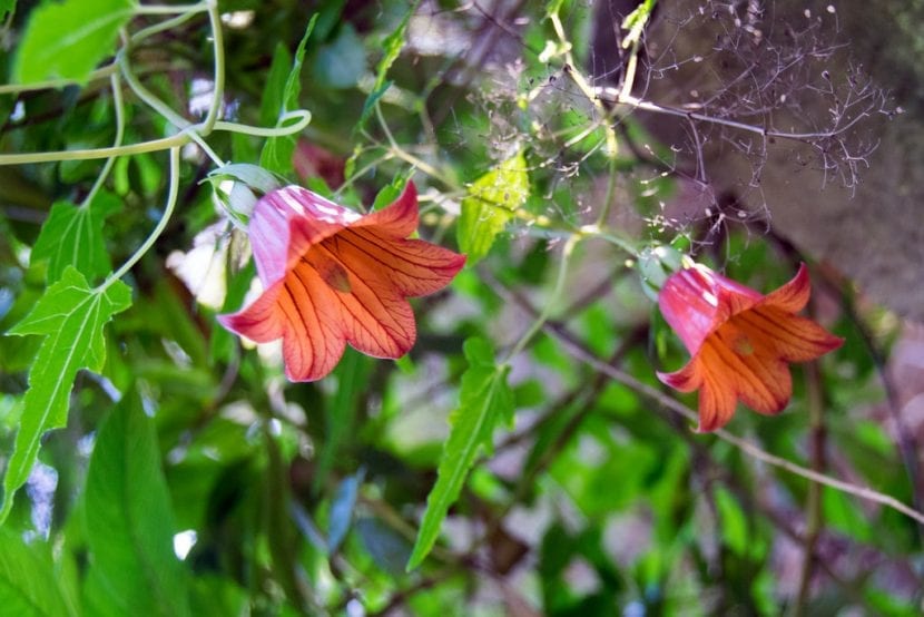 Flor acampanada anaranjada del bicácaro, Canarina canariensis