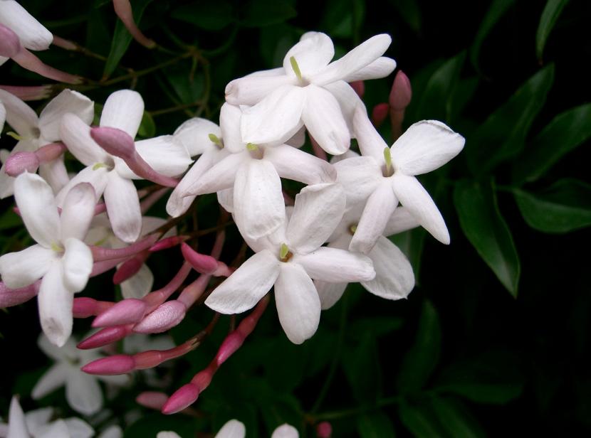 Jasminum polyanthum en flor