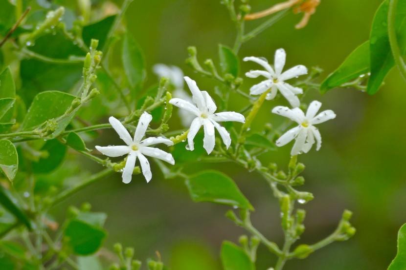 Ramillete de flores de jazmín abiertas