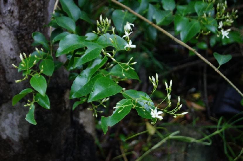 Jazmín trepador cubierto de flores blancas