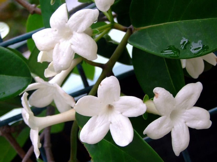 Estefanotis en flor cultivada en maceta