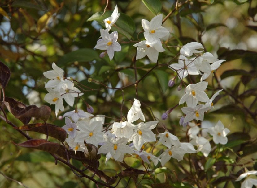 Flores blancas de Solanum jasminoides vistas de cerca
