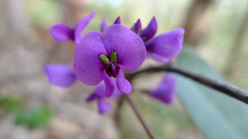 Racimos violetas de Hardenbergia violacea