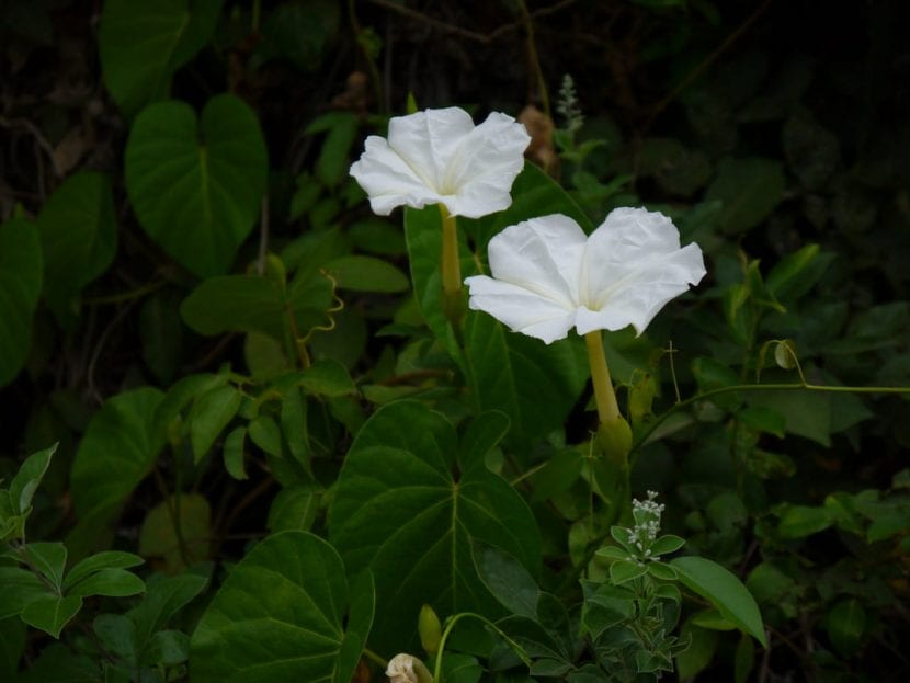 Flor blanca de Ipomoea violacea